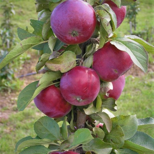Malus domestica 'Gatis' - Sammasõunapuu 'Gatis' C6/6L